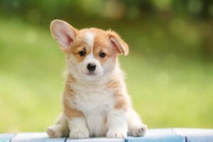 online puppy scams on the rise